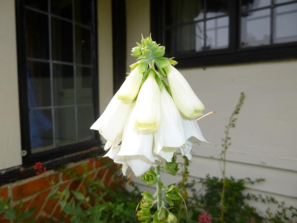 بروكستد Church Hall Farm Bed And Breakfast الغرفة الصورة